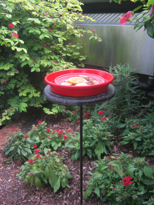 Butterflies food