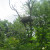 nest