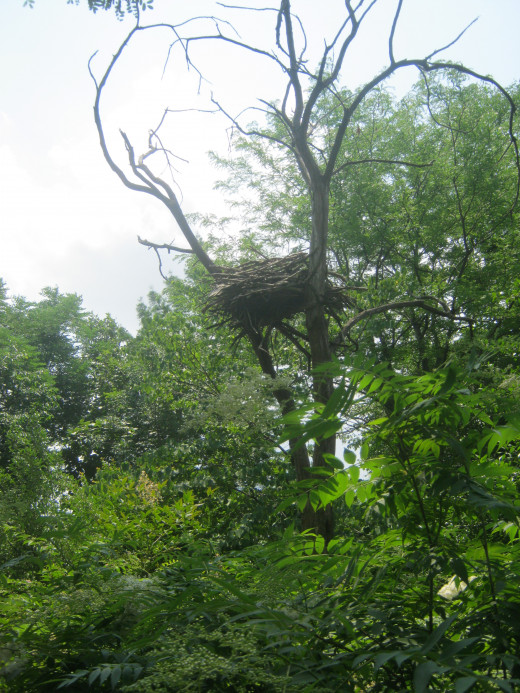 nest