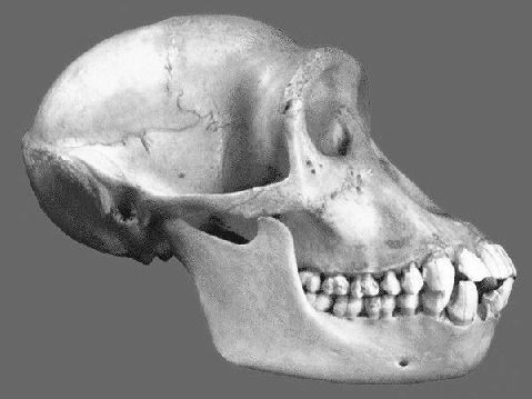 Prognathous Face : projected jaw