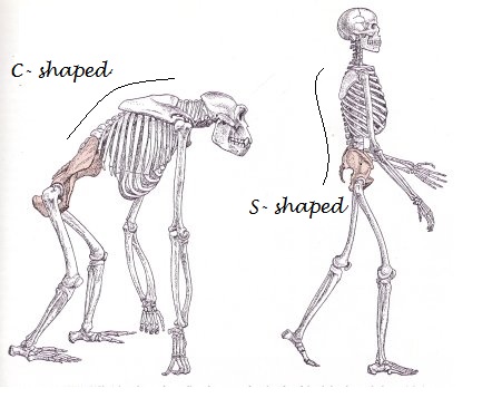 Anthropology : Evolution of man | HubPages