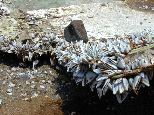 These large barnacles found a home by attaching themselves to this piece of ocean debris.