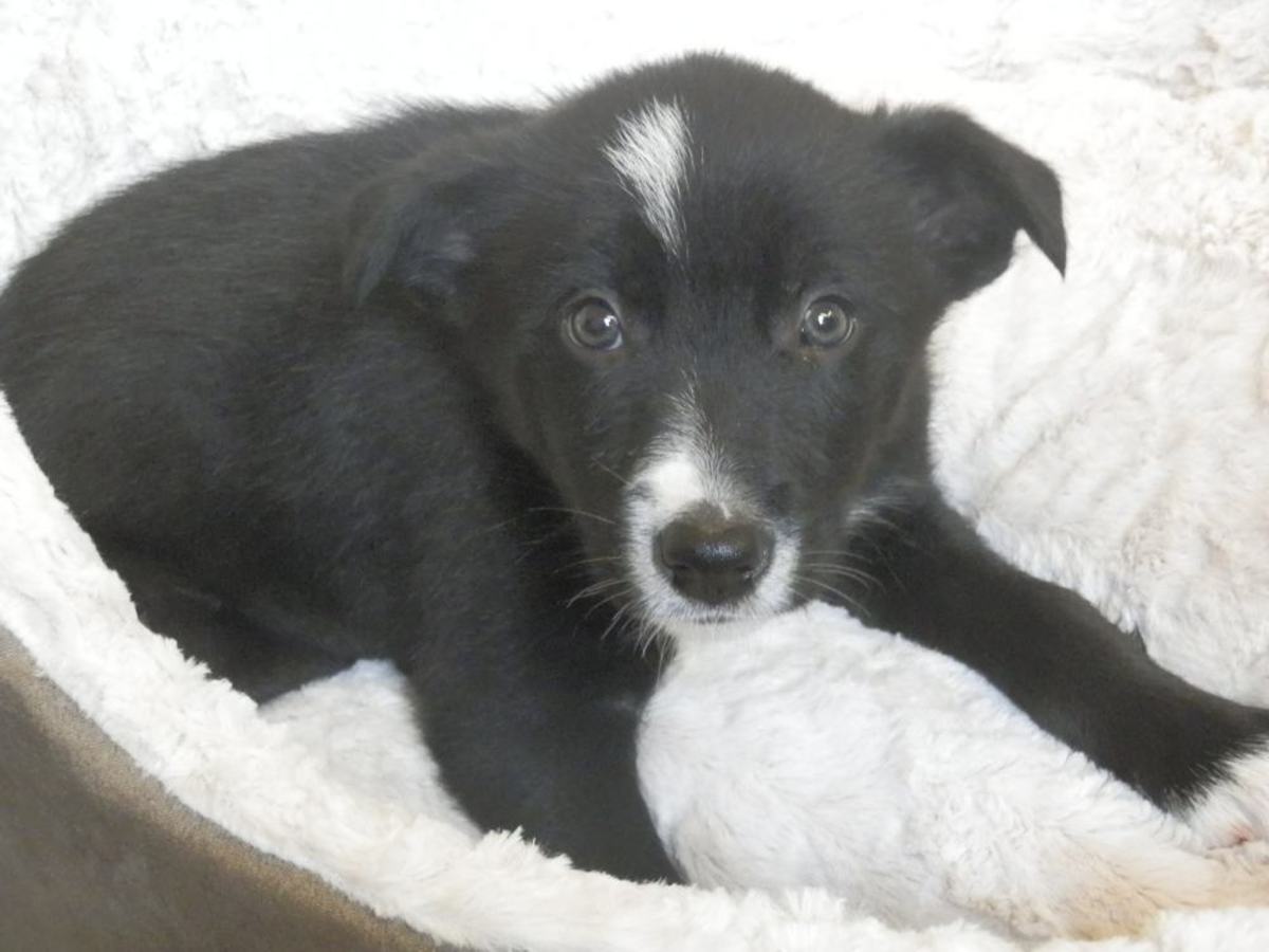 Border Collie Puppy First Night Home hubpages