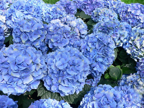 Hydrangeas have cool blue tones