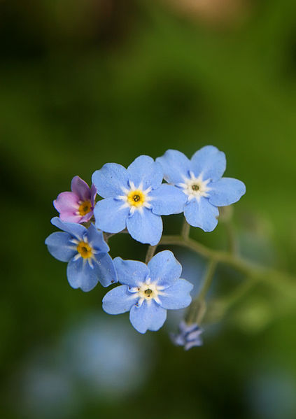 The exquisitely pretty Forget-me-not 