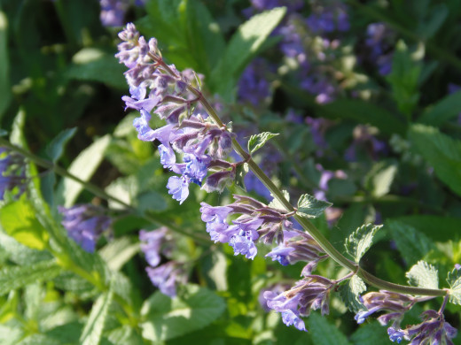 catnip