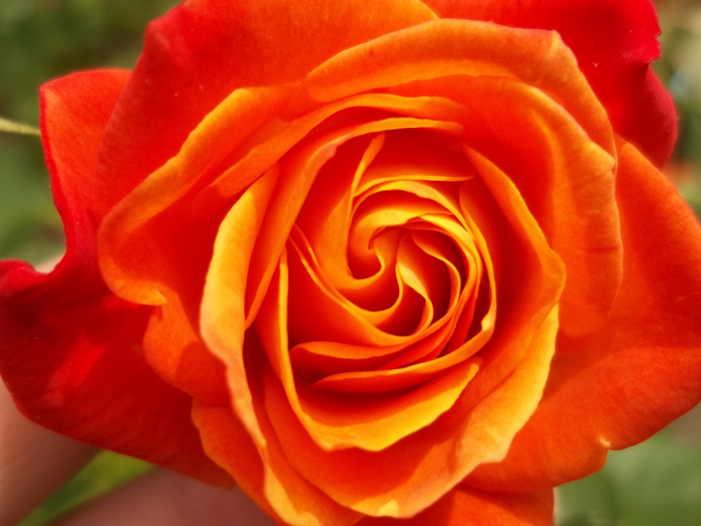 How To Keep Your Rose Bush Blooming Spring, Summer and Fall HubPages