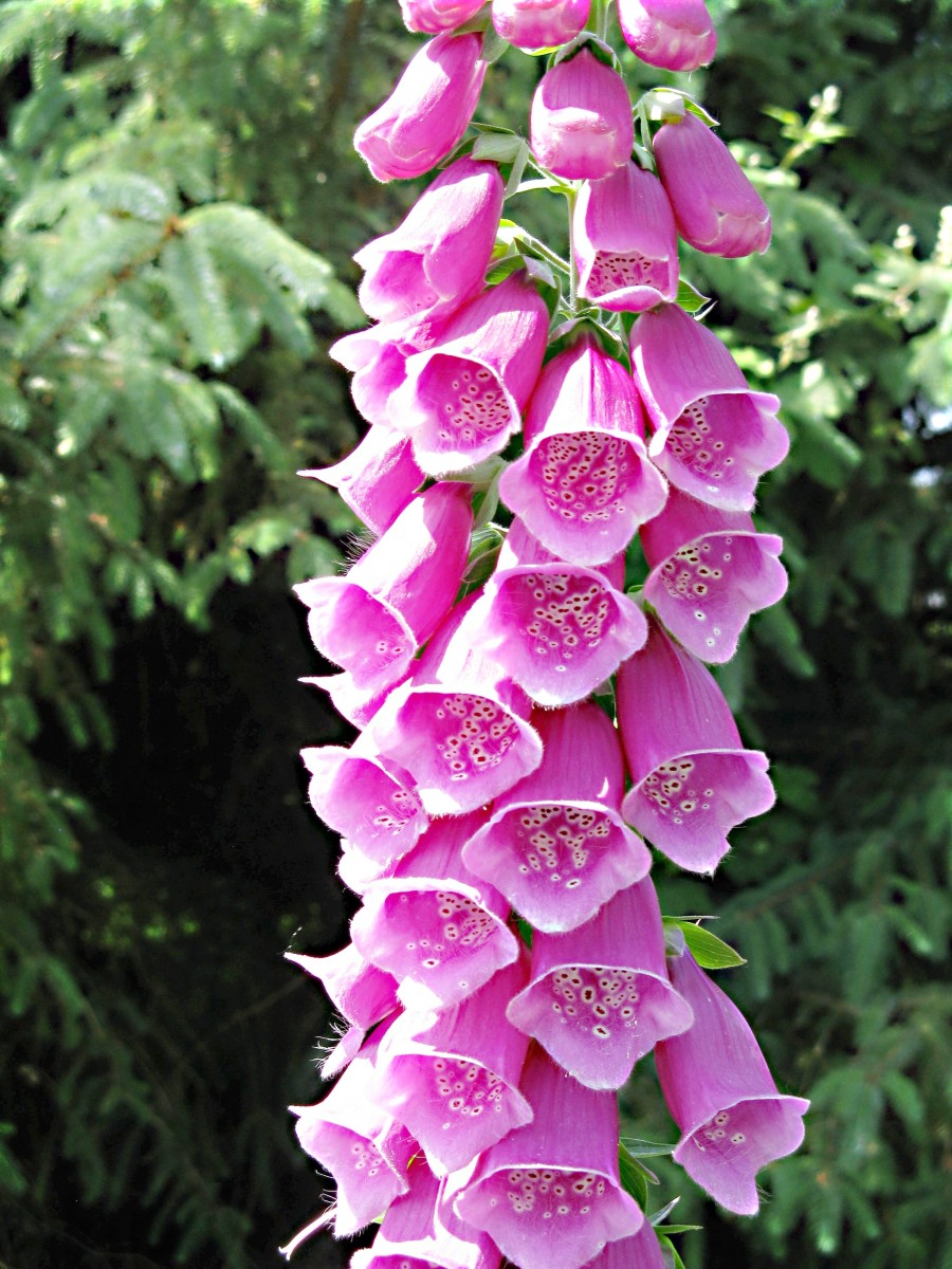 Foxgloves Beautiful Flowers And Digitalis Health Effects Owlcation Education