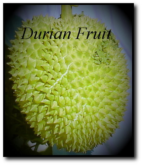 Delicious Durian Fruit