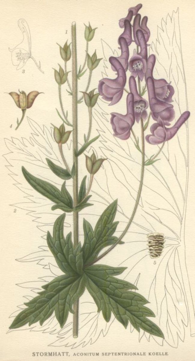 What is Vervain? - Vampire Diaries Reference | HubPages
