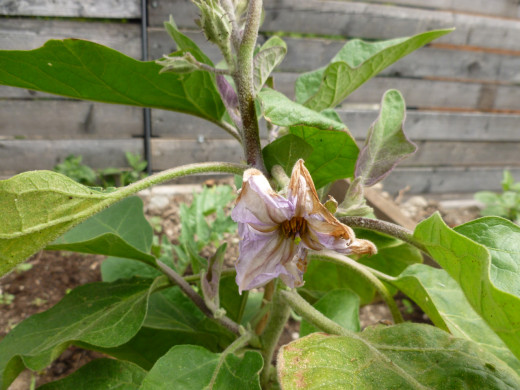 The eggplant plant with the flower, which will eventually develop into the purple vegetable, or rather fruit.