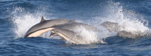 Fraser's Dolphin. This is one of the species that could be threatened by oil drilling. Large oil deposits have been found around Belize.