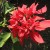 The Mexican Poinsettia grows naturally in Belize. 