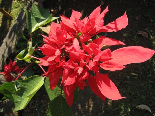 The Mexican Poinsettia grows naturally in Belize. 