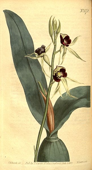 Black Orchid, national symbol. 
