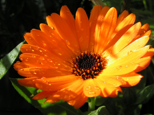 also known as marigold is widely grown and the most popular one cultivated for cosmetic and herbal use is  Calendula officinalis.
