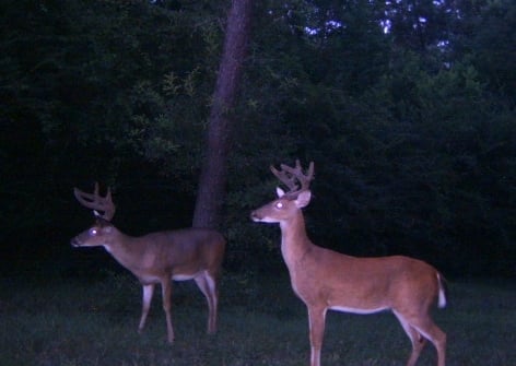 This looks like our backyard before we forced the deer to change their foraging routes.