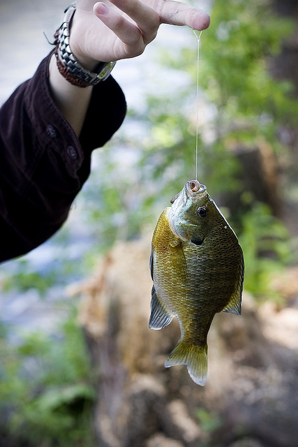 Catching a bluegill with a hand line.