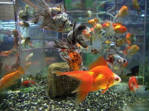 Goldfish at the pet shop, waiting to be taken home