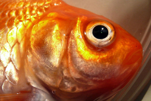 Up close and personal with a Butterfly goldfish
