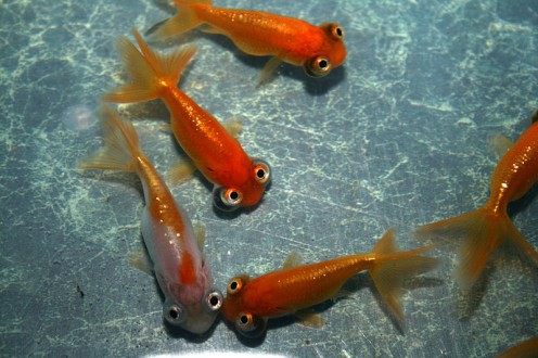 Goldfish socialising