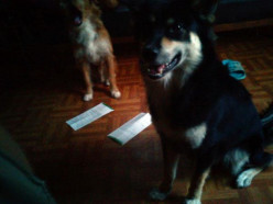 http://s1.hubimg.com/u/8159164_f248.jpg