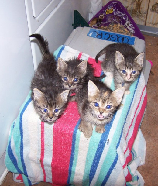 Heartbreak Litter