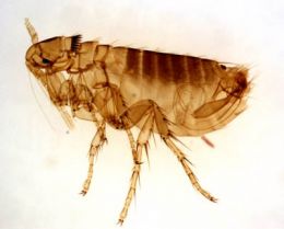 The best way to get rid of fleas is by prevention. If you never get them you won't have to get rid of them. 