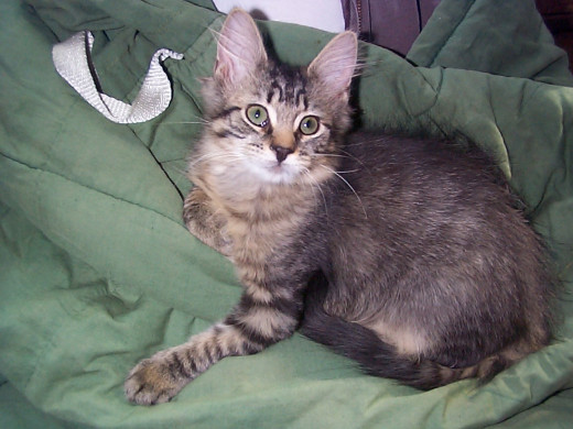 Rizzo at 12 weeks of age