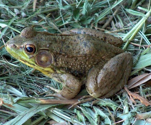Frogs and turtles can be found around Strahl & Ogle Lakes.