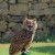Great Horned Owl does not like this photo shoot.