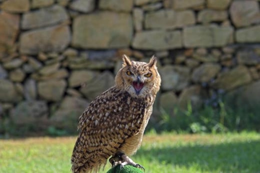 Great Horned Owl does not like this photo shoot.