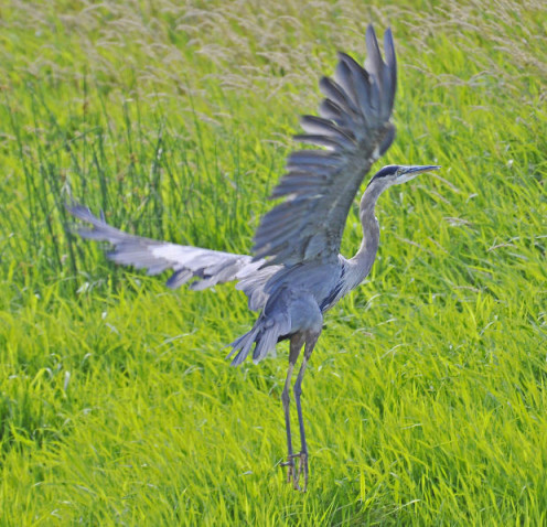 I have seen Great Blue Herons in the western part of Franklin County since the mid-1990s.  