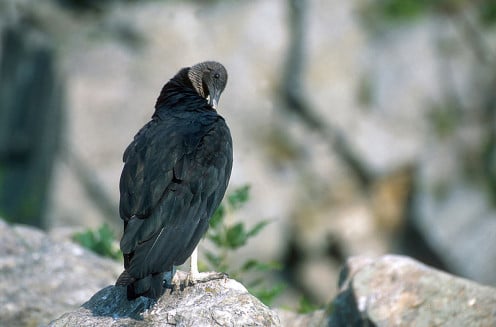 American black vulture (Coragyps atratus). We occasionally see American black vultures near farms and fields. 