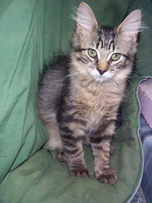 Last Photo of Rizzo at My Home