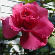 roseflr profile image