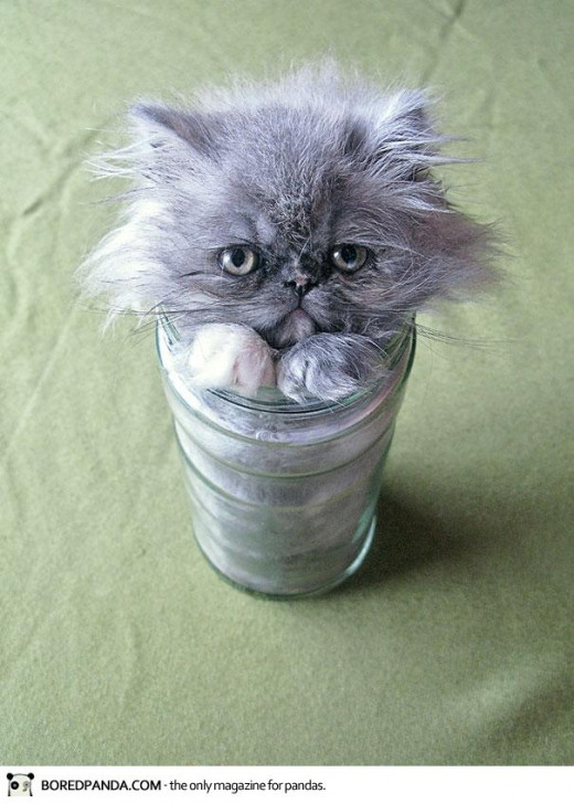 Sad Cat? In a jar...