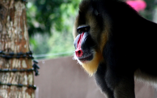 A sample of what you'll see in the Malacca Zoo