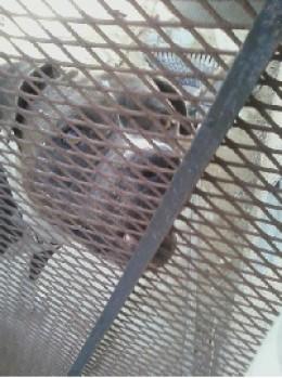 Is this dog a desperate, deranged killer by nature or is it another victim of bad human behavior?