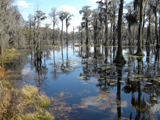 The Wild Okefenokee : A True Murder Tale Of The Great Georgia Swamp