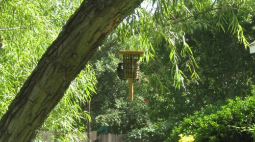 Front yard feeder.  Teen age woodpecker.
