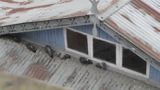 Pigeons at Darjeeling