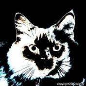 paizley profile image