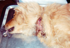 This pic was taken right after the nylon collar was snipped and removed.