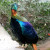 Himalyan Monal - State bird of Himachal Pradesh