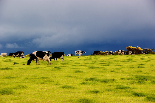 Dairy cows on a pasture