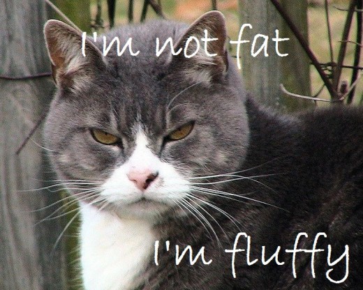 Who are you calling fat?