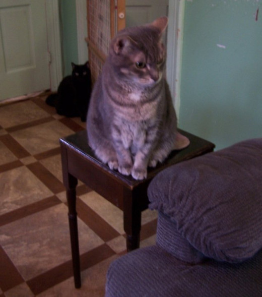 Twelve Pound Jasmine