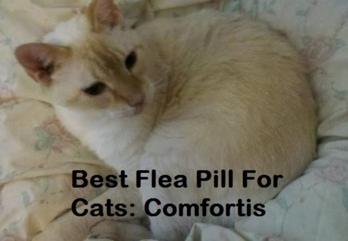 How to Treat Cat Abscess at Home PetHelpful