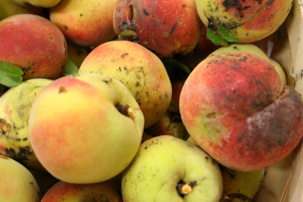 When Can I Pick Peaches? HubPages